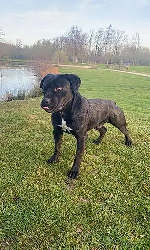 Nom American Staffordshire Terrier Chien Black
