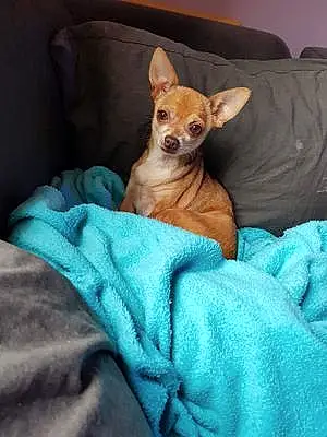 Nom Chihuahua Chien Linette
