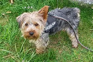 Nom Yorkshire Terrier Chien Ipop