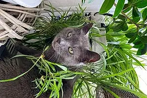 Nom Chartreux Chat Caly