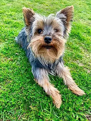 Nom Yorkshire Terrier Chien Laly