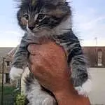 Hand, Chat, Carnivore, Felidae, Gesture, Ciel, Moustaches, Small To Medium-sized Cats, Herbe, Museau, Domestic Short-haired Cat, Queue, Poil, Terrestrial Animal, Thumb, Hug, Patte, Griffe, Nail