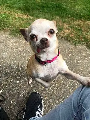 Nom Chihuahua Chien Guess