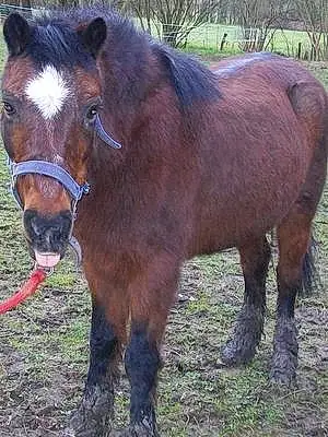 Nom Shetland Pony Bobine