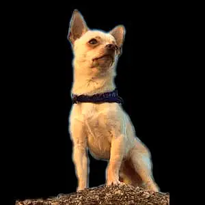 Nom Chihuahua Chien Ivan