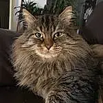 Chat, Plante, Felidae, Carnivore, Small To Medium-sized Cats, Moustaches, Iris, Houseplant, FenÃªtre, Museau, Maine Coon, Poil, Domestic Short-haired Cat, Picture Frame, Terrestrial Animal, Griffe, Queue