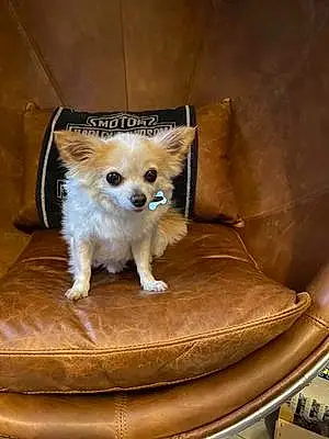 Nom Chihuahua Chien Harley