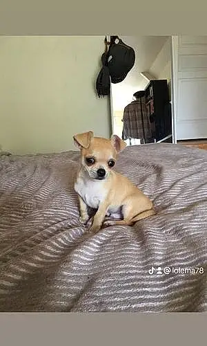 Nom Chihuahua Chien Dobby