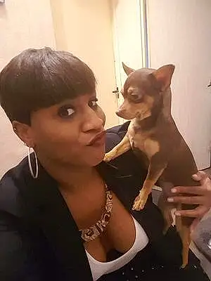 Nom Chihuahua Chien Coockie