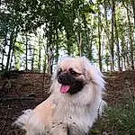 Chien, Carnivore, Arbre, Race de chien, Faon, Liver, Toy Dog, Chien de compagnie, Plante, Herbe, Museau, Canidae, Poil, Working Animal, Terrestrial Animal, Water Dog, Japanese Chin, Non-sporting Group