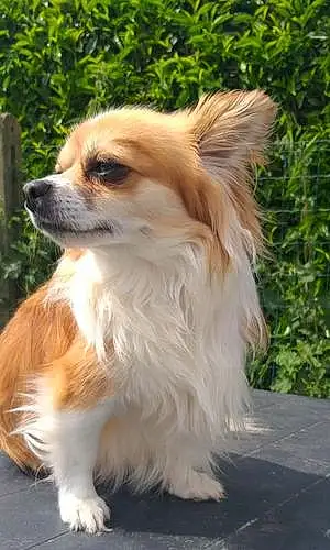 Nom Chihuahua Chien Gringo