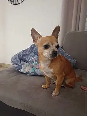 Nom Chihuahua Chien Cooki
