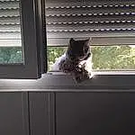 Chat, Window Blind, FenÃªtre, Felidae, Plante, Shade, Textile, Lighting, Carnivore, Interior Design, Bois, Sunlight, Small To Medium-sized Cats, Grey, Fixture, Line, Arbre, Tints And Shades, Moustaches, Window Covering
