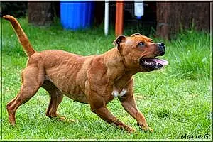 Nom Staffordshire Bull Terrier Chien Faya