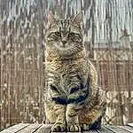Chat, Felidae, Carnivore, Small To Medium-sized Cats, Bois, Moustaches, Grey, Lynx, Terrestrial Animal, Museau, Queue, Arbre, Poil, Domestic Short-haired Cat, Herbe, Assis, Bobcat, Twig, Hiver