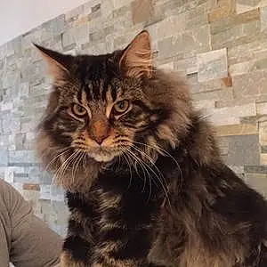 Nom Maine Coon Chat Lord