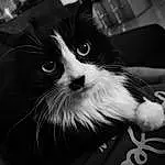 Chat, Yeux, Felidae, Carnivore, Iris, Small To Medium-sized Cats, Black-and-white, Style, Moustaches, Monochrome, Museau, Noir & Blanc, Poil, Domestic Short-haired Cat, Darkness, Patte