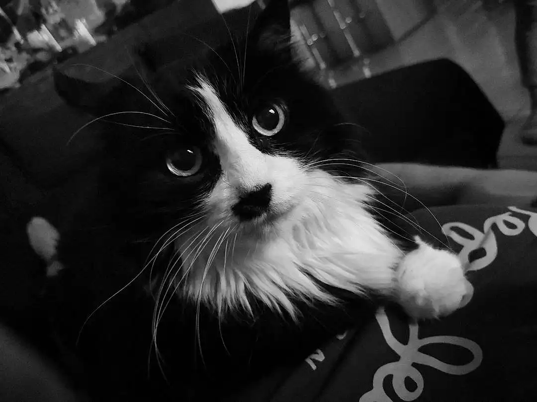 Chat, Yeux, Felidae, Carnivore, Iris, Small To Medium-sized Cats, Black-and-white, Style, Moustaches, Monochrome, Museau, Noir & Blanc, Poil, Domestic Short-haired Cat, Darkness, Patte