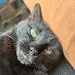 Chat, Carnivore, Felidae, Grey, Moustaches, Small To Medium-sized Cats, Museau, Chats noirs, Poil, Domestic Short-haired Cat, Terrestrial Animal, Queue, Bombay, Griffe, Chartreux, Patte