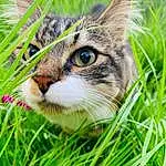 Chat, Plante, Yeux, Felidae, Small To Medium-sized Cats, Carnivore, Herbe, Faon, Moustaches, Terrestrial Animal, Museau, Grassland, Pelouse, Arbre, FenÃªtre, Poil, Domestic Short-haired Cat, Poales