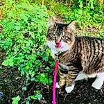 Chat, Plante, Felidae, Carnivore, Small To Medium-sized Cats, Moustaches, Herbe, Groundcover, Arbre, Terrestrial Animal, Terrestrial Plant, Queue, Poil, Domestic Short-haired Cat, Shrub, Soil, Jungle, Natural Landscape
