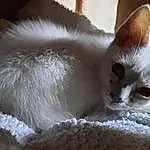 Yeux, Chat, Felidae, Carnivore, Small To Medium-sized Cats, Balinais, Faon, Moustaches, Queue, Comfort, Poil, Domestic Short-haired Cat, Patte, Cat Bed, Thai, Griffe, Cat Supply, Sieste, Cat Furniture, Ragdoll