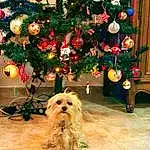 Christmas Tree, Christmas Ornament, Chien, Noël, Canidae, Christmas Decoration, Holiday Ornament, Arbre, Christmas Eve, Race de chien, Plante, Carnivore, Interior Design, Shih Tzu, Toy Dog, Non-sporting Group, Holiday, Fir, Terrier