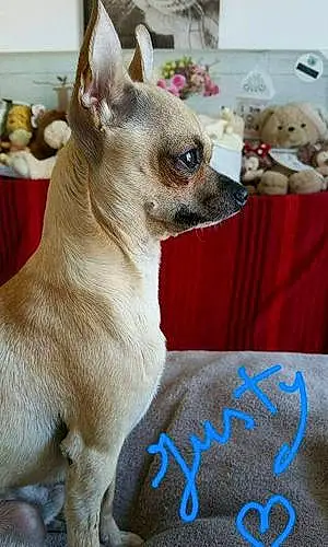 Nom Chihuahua Chien Justy