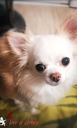 Nom Chihuahua Chien Emma