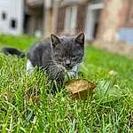 Chat, Felidae, Carnivore, Small To Medium-sized Cats, Moustaches, Herbe, Groundcover, Museau, Plante, Terrestrial Animal, Queue, Pelouse, Domestic Short-haired Cat, Poil, Canidae, Bleu russe, Assis, Chartreux