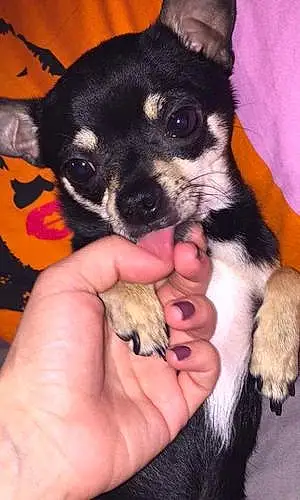 Nom Chihuahua Chien Furby