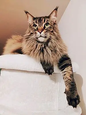 Nom Maine Coon Chat Jolly