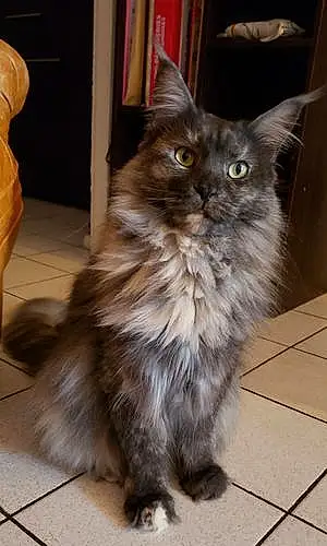 Maine Coon Chat Nina