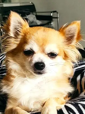Chihuahua Chien Laïka