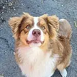 Chien, Carnivore, Race de chien, Chien de compagnie, Faon, Moustaches, Museau, Herding Dog, Terrestrial Animal, Liver, Poil, Toy Dog, Working Animal, Canidae, Road Surface, Working Dog, Australian Collie, Non-sporting Group, Ancient Dog Breeds