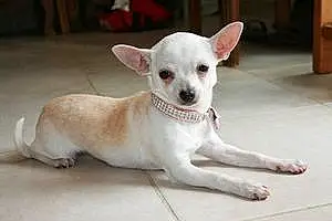 Nom Chihuahua Chien Joulia