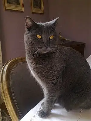 Nom Chartreux Chat Anakin