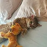 Comfort, Felidae, Chat, Textile, Carnivore, Small To Medium-sized Cats, Faon, Jouets, Moustaches, Queue, Stuffed Toy, Linens, Bois, Domestic Short-haired Cat, Poil, Teddy Bear, Bed, Terrestrial Animal, Patte