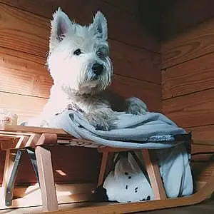 Nom West Highland White Terrier Chien Hermès