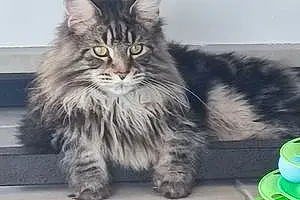 Nom Maine Coon Chat Apache