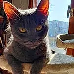 Chat, Fenêtre, Carnivore, Felidae, Small To Medium-sized Cats, Moustaches, Museau, Queue, Domestic Short-haired Cat, Poil, Chats noirs, Arbre, Cat Supply, Cat Furniture, Patte, Bombay, Chartreux, Cardboard, Griffe, Bois