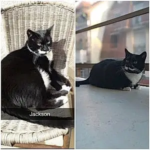 Nom Chat Jackson