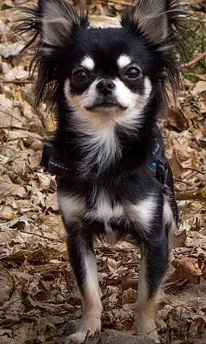 Nom Chihuahua Chien Guinness