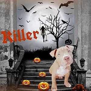 Halloween  Autre Chien Killer