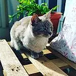 Chat, Plante, Fenêtre, Felidae, Carnivore, Bois, Grey, Moustaches, Comfort, Small To Medium-sized Cats, Faon, Hardwood, Museau, Queue, Poil, Domestic Short-haired Cat, Flowerpot, Assis