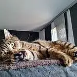 Chat, Felidae, Carnivore, Comfort, Small To Medium-sized Cats, Moustaches, Museau, Bois, Terrestrial Animal, Couch, Queue, Poil, Domestic Short-haired Cat, Patte, Griffe, Bed, FenÃªtre, Sieste