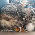 Chat, Carnivore, Small To Medium-sized Cats, Felidae, Grey, Moustaches, Comfort, Maine Coon, Museau, Queue, Patte, Domestic Short-haired Cat, Griffe, Poil, Cloud, Sieste, Lap, Canidae, Sleep