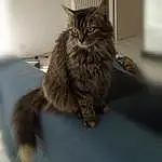Chat, Carnivore, Felidae, Small To Medium-sized Cats, Moustaches, Grey, Museau, Domestic Short-haired Cat, Maine Coon, Box, Griffe, Poil, Queue, Patte, Assis, Terrestrial Animal, Comfort