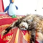 Chat, Comfort, Felidae, Textile, Carnivore, Small To Medium-sized Cats, Moustaches, Jouets, Queue, Linens, Poil, Domestic Short-haired Cat, Patte, Stuffed Toy, Griffe, Lap, Bed Sheet, Sieste, Recreation