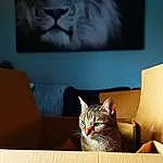 Picture Frame, Chat, Carnivore, Felidae, Bois, Small To Medium-sized Cats, Grey, Comfort, Couch, Faon, Moustaches, Box, Art, Shipping Box, Hardwood, Big Cats, Poil, Domestic Short-haired Cat, Room